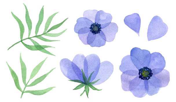 blue flowers, petals and leaves. watercolor hand pained illustrations. isolated elements. - Φωτογραφία, εικόνα