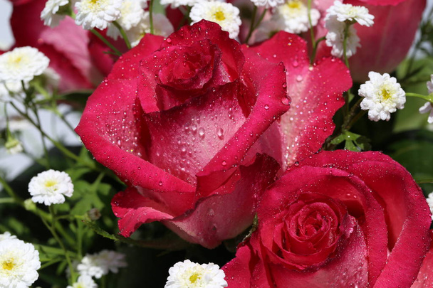Κόκκινα όμορφα φρέσκα λουλούδια σε εξωτερικούς χώρους, κοντινό  - Φωτογραφία, εικόνα