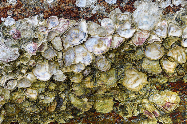 group of seashells open on stone wall a lot of sharp dangerous stone on the seashore background sea nature - Fotoğraf, Görsel