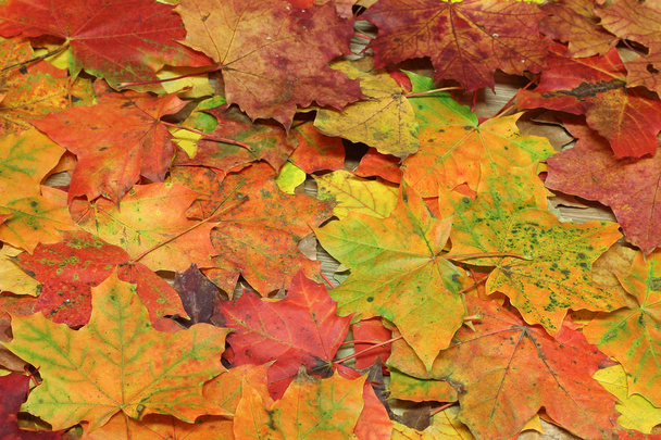 Primer plano de hojas rojas de otoño
 - Foto, Imagen