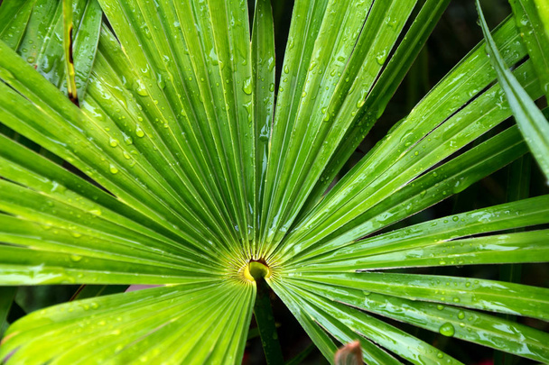 Palm leaf / Closeup of tropical palm leaf with bright green leaves. - Foto, imagen