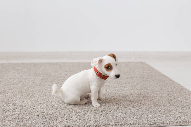 pets, animals and domestic concept - little Jack Russell Terrier puppy sitting on a carpet in living room - Valokuva, kuva