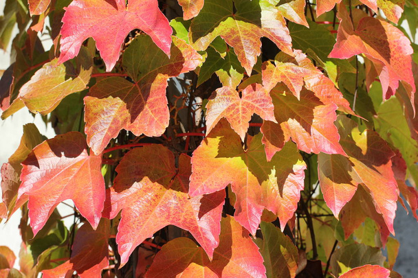 Крупный план красных осенних листьев
 - Фото, изображение