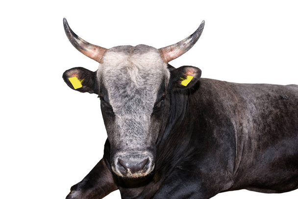 Бик ізольовано на білому. Гарний портрет великого коричневого бика крупним планом. Фермерські тварини. Яловича худоба ізольована на білому
. - Фото, зображення