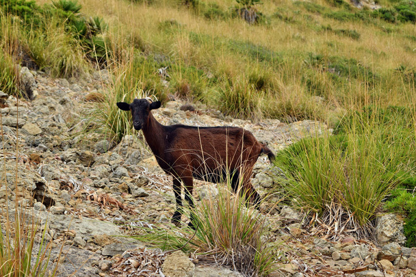 Cabra domesticada salvaje está mirando y caminando en la colina
 - Foto, imagen