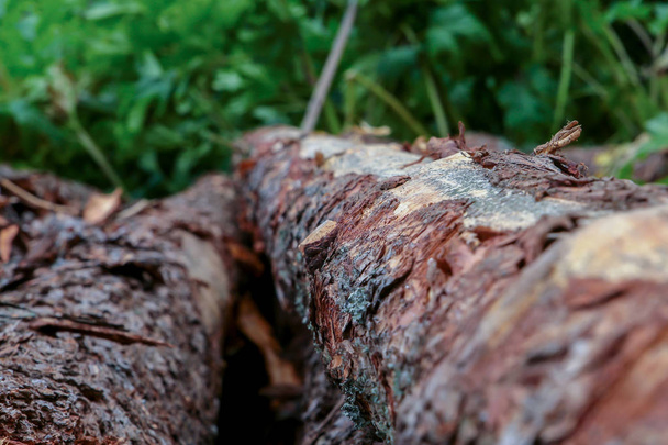 trunk of pine rough rough bark focus center frame on a background of blurred green grass - Fotoğraf, Görsel