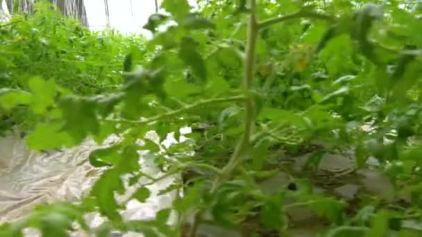Rijen van tomatenplanten - Video