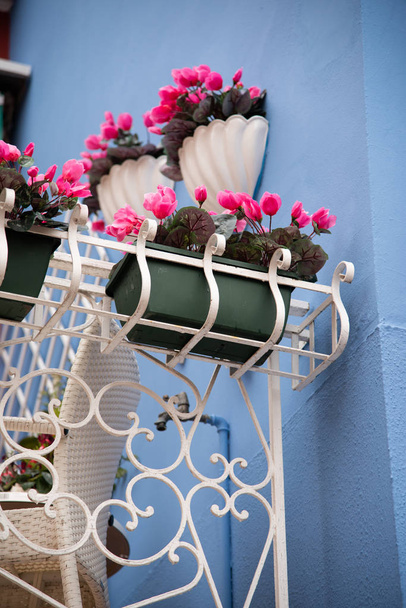 Окна и двери Остров Бурано, Венеция, Венеция, Италия, Европа, розовые цветы и цветные стены
 - Фото, изображение