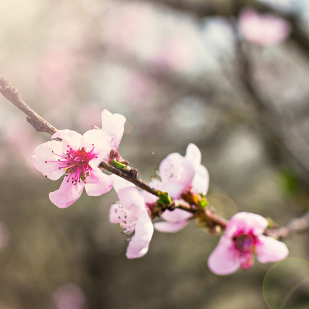 roze bloemen op een takje van een bloeiende boom lente achtergrond. - Foto, afbeelding