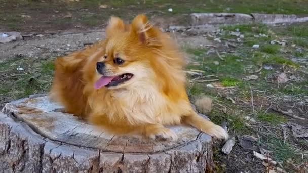 Spitz Poméranien chien couché sur un tronc d'arbre dans le parc
 - Séquence, vidéo