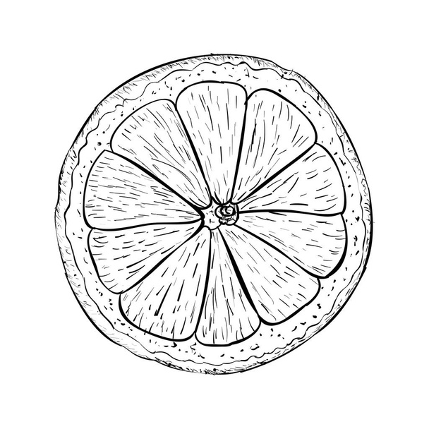 Hand drawn lime illustration vector  - Wektor, obraz