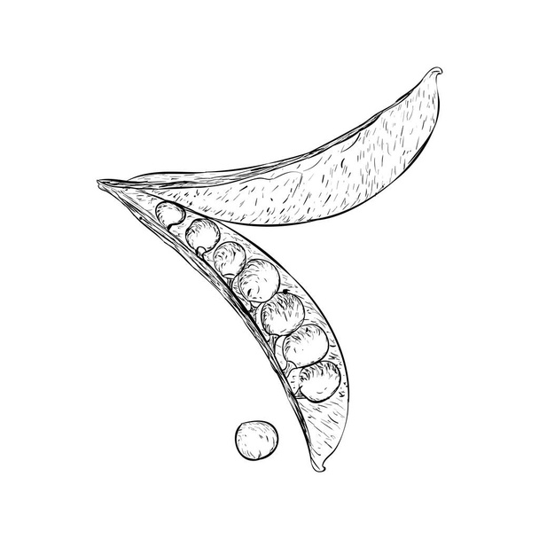 Peas illustration vector, hand drawn vegetable  - Vektör, Görsel