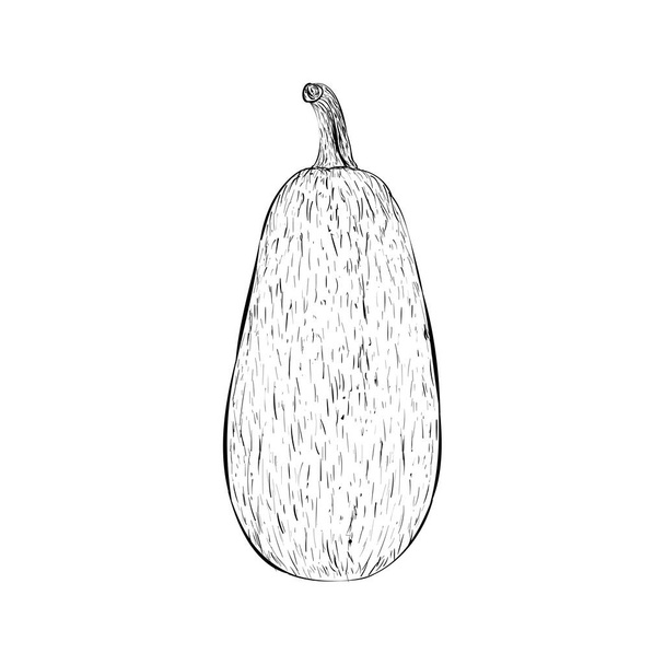 Eggplant also known as bringel illustration, brinjal drawing  - Vector, Image