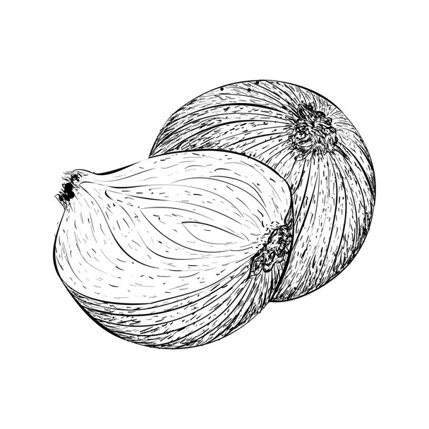 Pomegranate illustration, hand drawn vector  - Vektor, kép