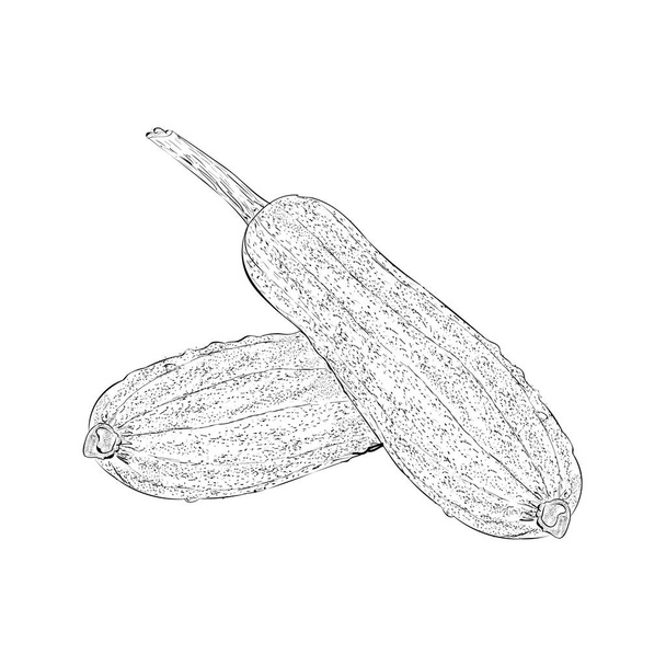 Eggplant also known as bringal illustration, brinjal drawing  - Vector, Imagen