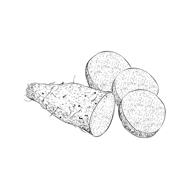 Hand drawn sweet potato illustration vector  - Vektör, Görsel