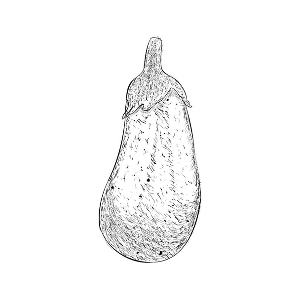 Eggplant also known as bringel illustration, brinjal drawing  - Vector, afbeelding