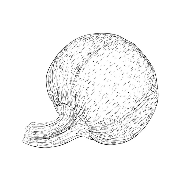 Round gourd hand drawn vector - Vektori, kuva
