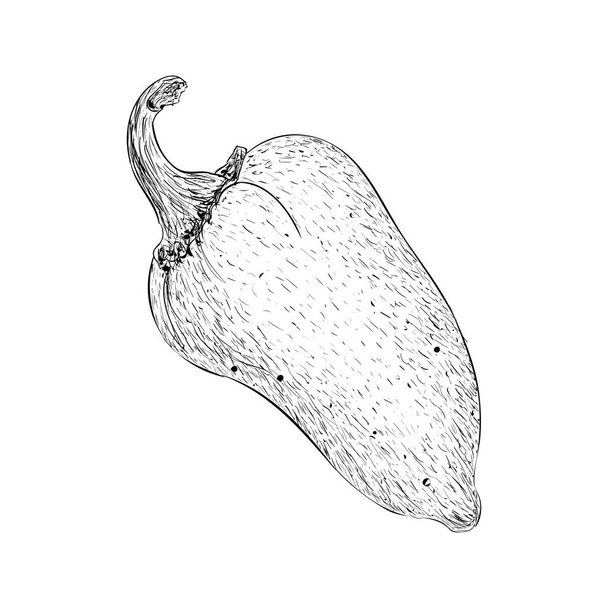 Hand drawn chilli illustration vector  - Vector, afbeelding