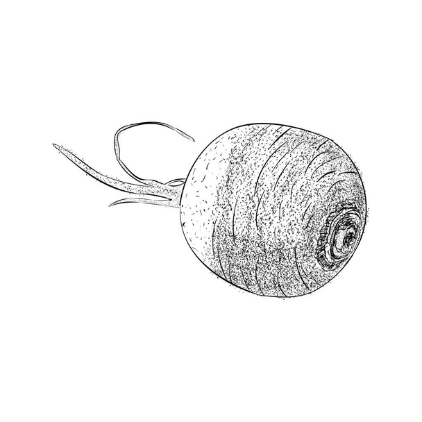 Hand drawn turnip illustration vector  - Vetor, Imagem