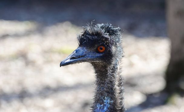 Retrato de pássaro emu
 - Foto, Imagem