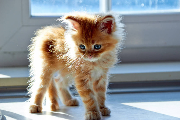 Maine Coon Kitten  - Photo, Image