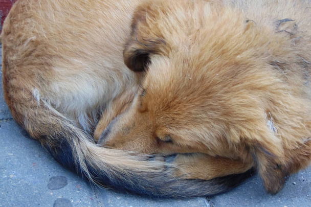 Vörös kutya alszik hullámos közelről - Fotó, kép