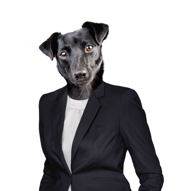 A fekete kutya a elszigetelt fehér emberi öltöny vezetője - Fotó, kép