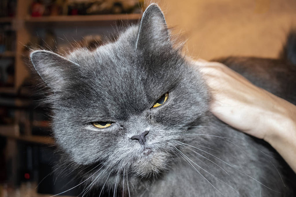 Very angry gray cat, close up portrait - Photo, Image