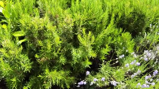 Green perennial rosemary grass in the garden, delicious spice - Footage, Video