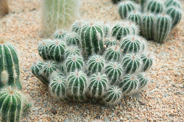 Crecimiento cercano de cactus
 - Foto, imagen