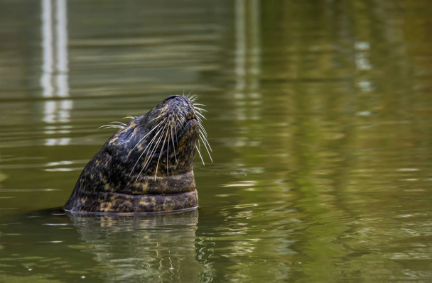 primer plano de la cara de una foca nadando en el agua, animales populares del zoológico - Foto, imagen