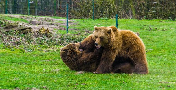 dos osos pardos peleando entre sí, comportamiento agresivo de los animales, uno tendido en el suelo el otro en la parte superior, animales comunes en Eurasia - Foto, imagen
