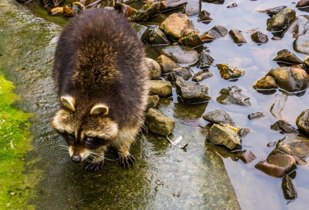 common raccoon standing at the water side, tropical animal from America - Photo, Image