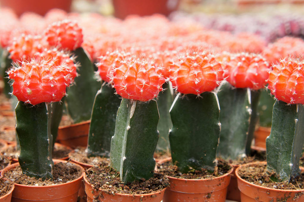 Selected focused on a group of small and colourful cactus planted in small plastic pots. The cactus will be used as indoor decoration. Sale for the customer as income for farmers.    - Photo, Image