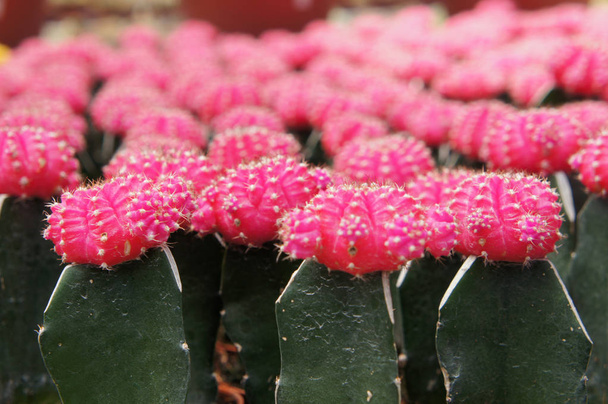 Selected focused on a group of small and colourful cactus planted in small plastic pots. The cactus will be used as indoor decoration. Sale for the customer as income for farmers.    - Photo, Image
