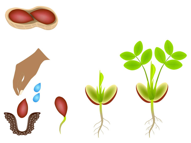 Sequenz einer Erdnusspflanze, die isoliert auf weiß wächst. - Vektor, Bild