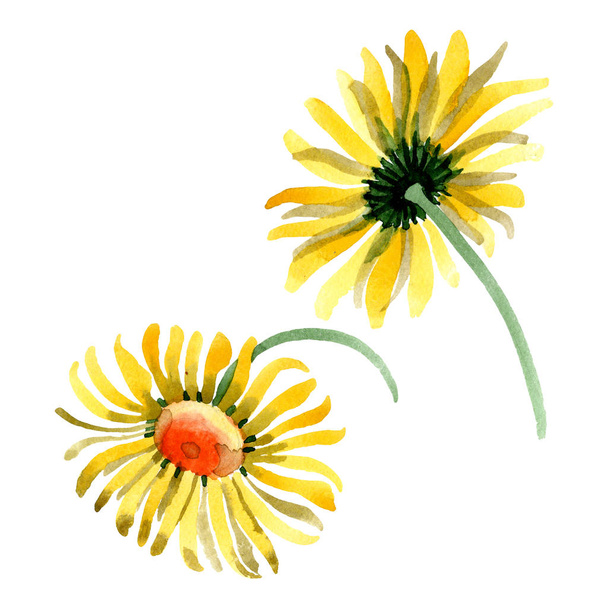 Żółty stokrotka kwiat kwiatowy botanicznych. Zestaw ilustracji tle akwarela. Element ilustracja na białym tle daisybushes. - Zdjęcie, obraz