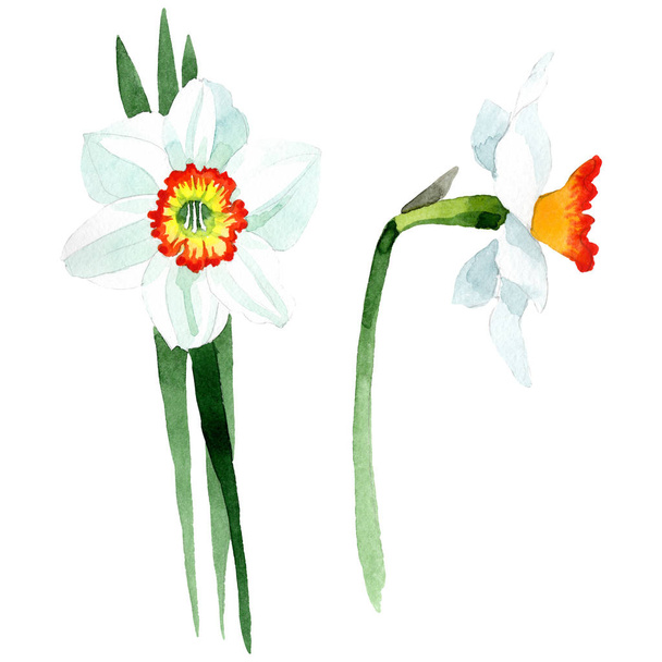 Valkoinen narsissi kukka kasvitieteellinen kukka. Vesiväri tausta asettaa. Erillinen Narcissus-havainnollistamiselementti
. - Valokuva, kuva