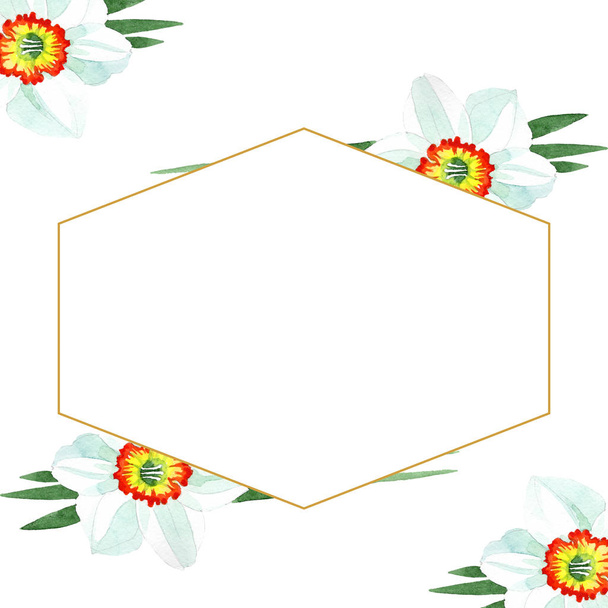 Witte NARCIS floral botanische bloem. Aquarel achtergrond afbeelding instellen. Frame grens ornament vierkant. - Foto, afbeelding