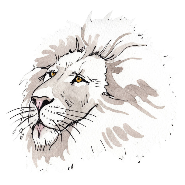 Egzotyczne lew dzikich zwierząt w stylu przypominającym akwarele na białym tle. Zestaw ilustracji tle akwarela. - Zdjęcie, obraz