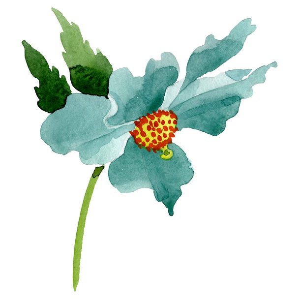 Turquoise poppy floral botanical flower. Watercolor background illustration set. Isolated poppy illustration element. - Photo, Image