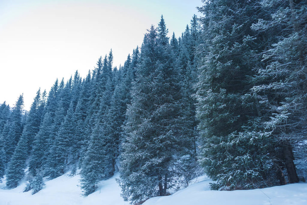 Υφή από έλατα και με χιόνι. Ορεινού δάσους κωνοφόρων δέντρων. Χιονισμένο έλατο κορυφές. Ηλιόλουστος καιρός σε ένα φαράγγι του βουνού τον χειμώνα. - Φωτογραφία, εικόνα
