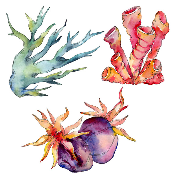 Recifes de corais aquáticos subaquáticos coloridos. Mar tropical de plantas isolado. Conjunto de ilustração de fundo aquarela
. - Foto, Imagem