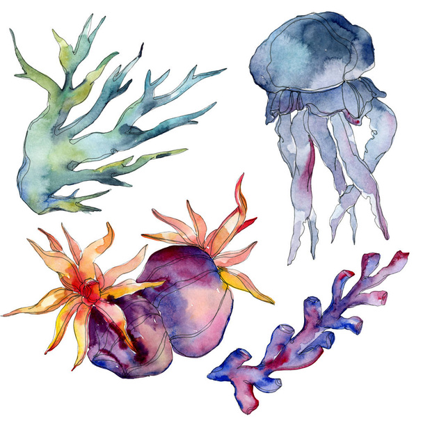 Jellyfish and aquatic underwater nature coral reef. Tropical plant sea isolated. Watercolor background illustration set. - Foto, afbeelding