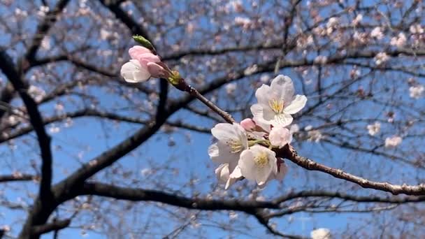 Gyönyörű rózsaszín sakura cseresznye virág virág tavasszal, Japán Tokió - Felvétel, videó
