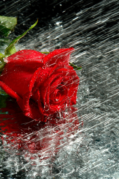 L'eau coule sur une rose rouge
 - Photo, image