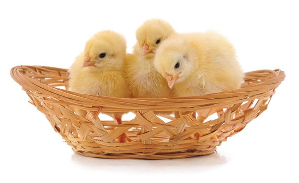 Chickens in a basket. - Фото, изображение