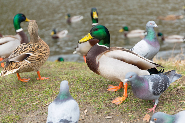 Canards et pigeons dans le parc au printemps, Pologne
 - Photo, image