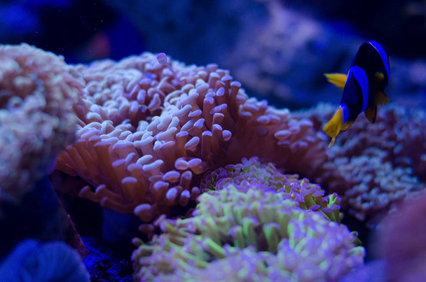 Sea anemone in a dark blue water of aquarium. Tropical marine life background. - Φωτογραφία, εικόνα